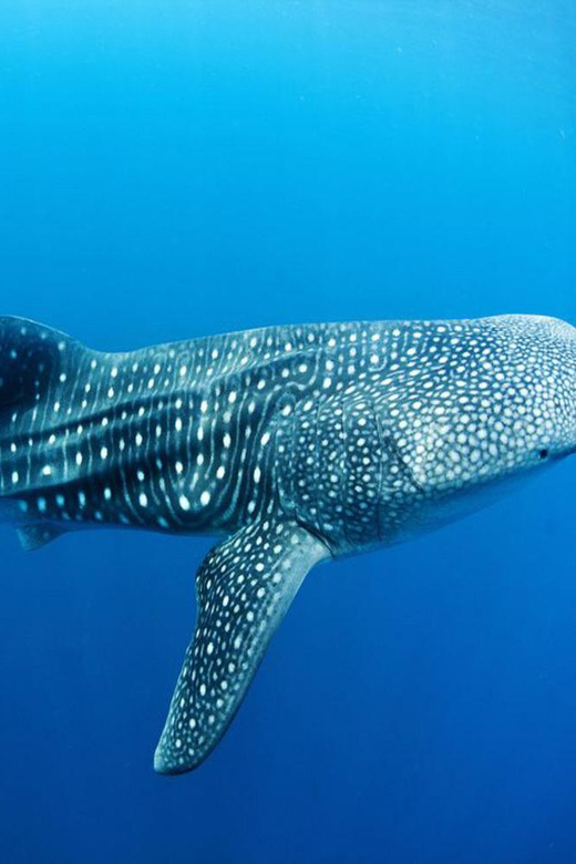 Puerto Morelos: Whale Shark Tour - Isla Mujeres Beach