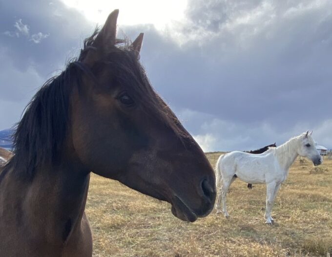 Puerto Natales: Horseback Riding With Horse Connection - Transportation and Pickup