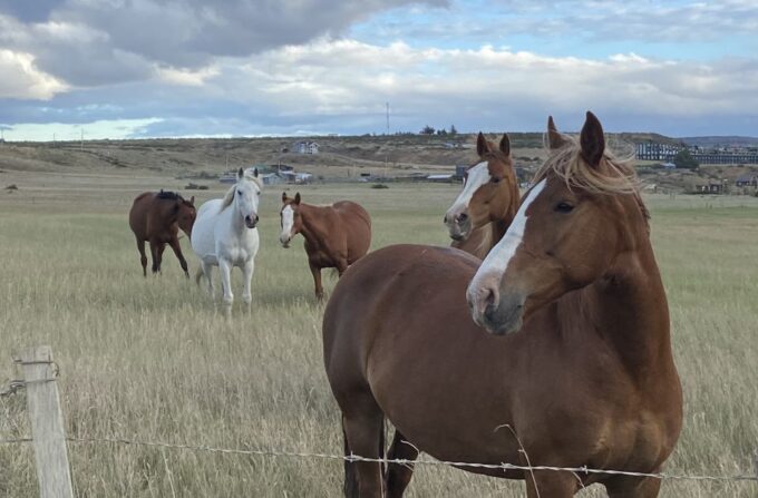 Puerto Natales: Horseback Riding With Horse Connection - Customizable Tack Options