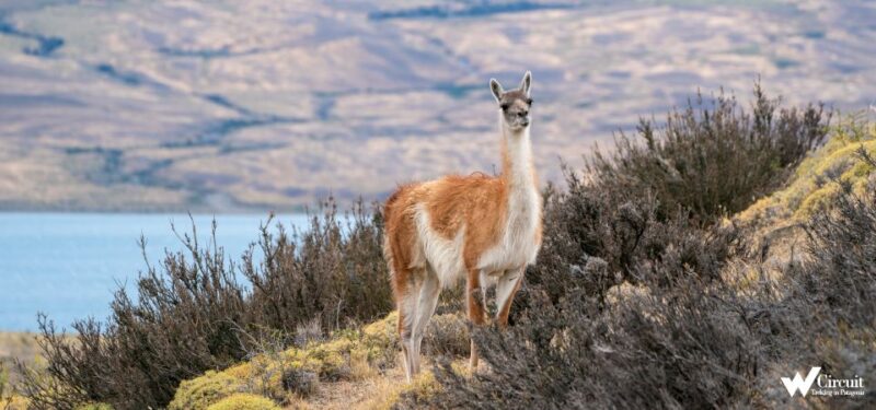 Puerto Natales: Torres Del Paine Park Full-Day Hike - Itinerary Highlights
