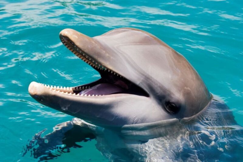 Puerto Plata: Ocean World Adventure Park Day Pass - Key Features