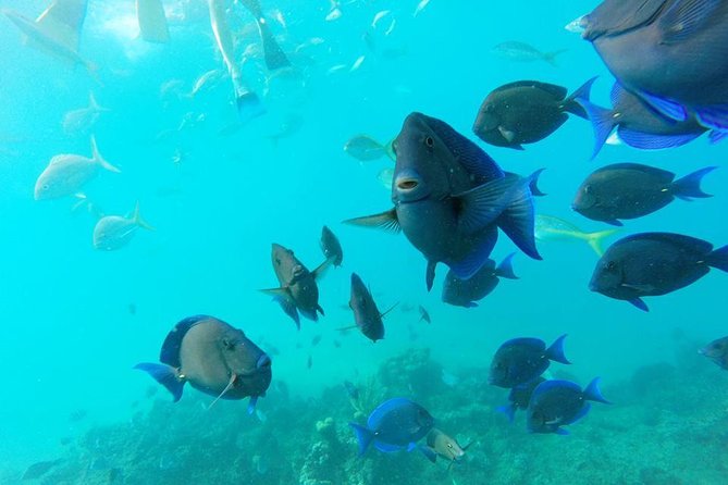 Puerto Plata Shore Excursion, Snorkeling Tour & Sosua Beach Day - Participant Information
