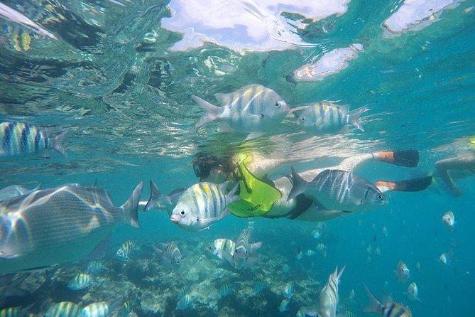 Puerto Plata Shore Excursion, Snorkeling Tour & Sosua Beach Day - Reviews and Feedback