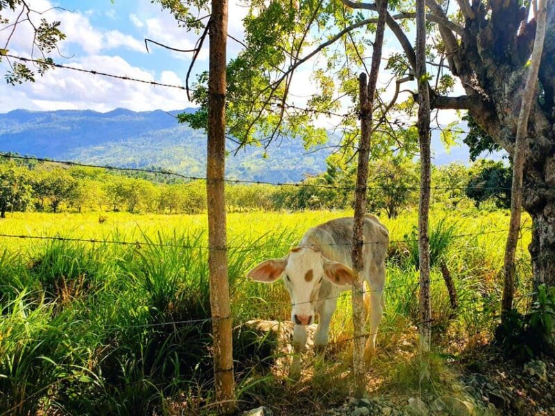 Puerto Plata Trekking - Experience of Nature and Folklore - Key Points