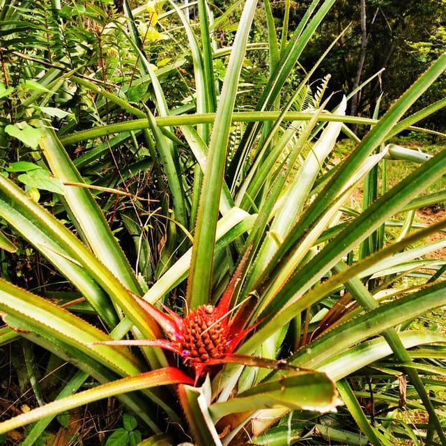 Puerto Plata Trekking - Experience of Nature and Folklore - What to Bring