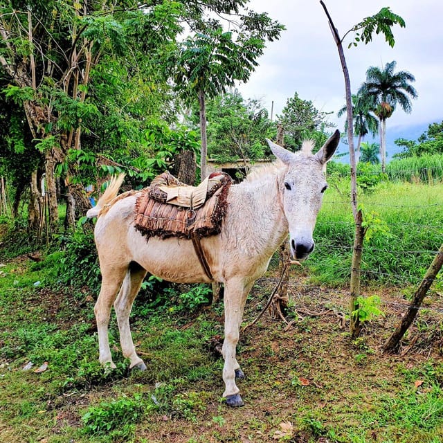 Puerto Plata Trekking - Experience of Nature and Folklore - Frequently Asked Questions