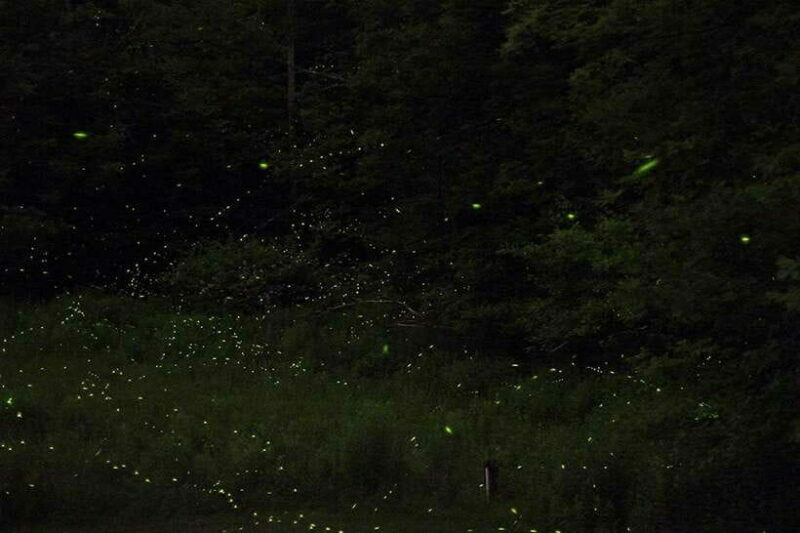 Puerto Princesa: Firefly Watching Bay Cruise with Dinner - An Authentic Look at the Firefly Bay Cruise