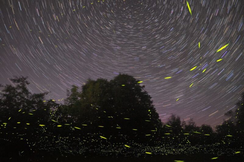 Puerto Princesa: Firefly Watching Bay Cruise With Dinner - Key Points