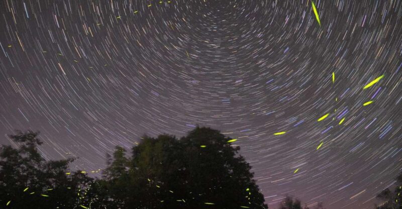 Puerto Princesa: Firefly Watching Bay Cruise With Dinner - Inclusions and Fees