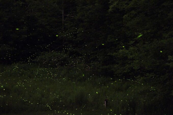 Puerto Princesa: Firefly Watching Bay Cruise With Dinner - Frequently Asked Questions