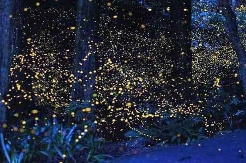 Puerto Princesa: Firefly Watching & Seasonal Plankton Tour - Practical Details: What Travelers Need to Know