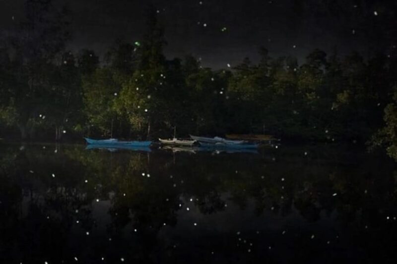 Puerto Princesa Firefly Watching (Shared Tour) - Key Points