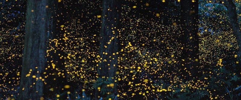 Puerto Princesa Firefly Watching (Shared Tour) - Itinerary