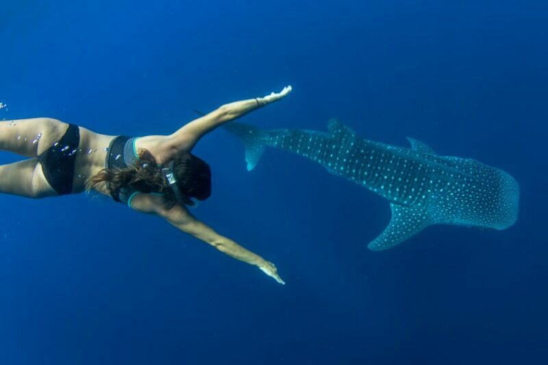 Puerto Princesa: Swim with Whale Sharks Boat Cruise - An In-Depth Look at the Whale Shark Boat Cruise