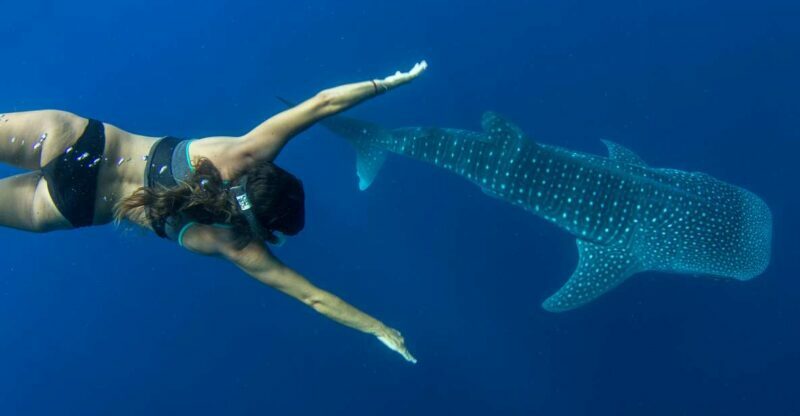 Puerto Princesa: Swim with Whale Sharks Boat Cruise - FAQ