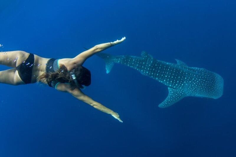 Puerto Princesa: Swim With Whale Sharks Boat Cruise - Key Points