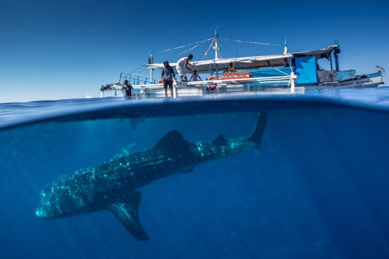 Puerto Princesa: Swim With Whale Sharks Boat Cruise - Itinerary and Logistics