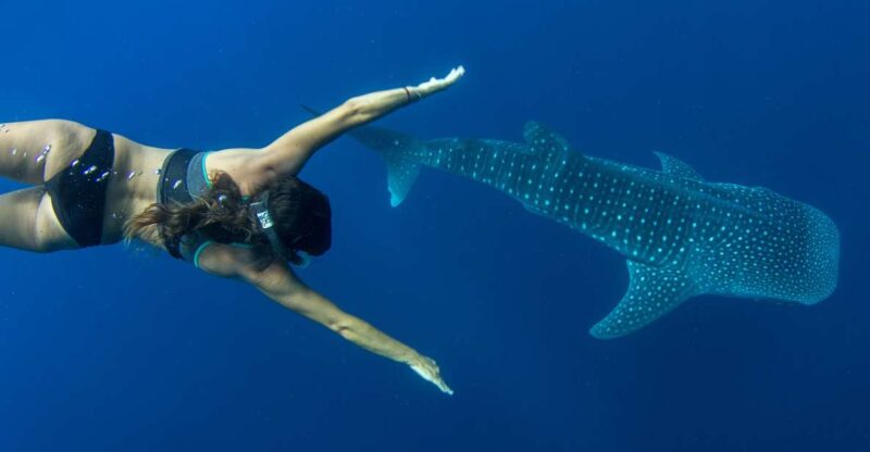 Puerto Princesa: Swim With Whale Sharks Boat Cruise - Swim With Whale Sharks
