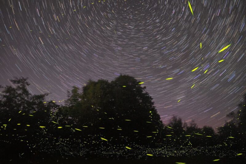 Puerto Princesa: Underground River and Firefly Watching Tour - Tour Highlights