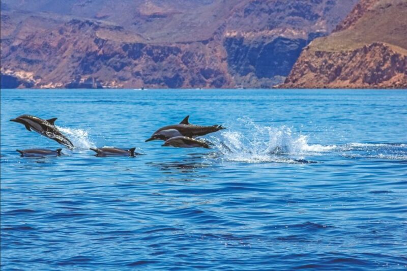 Puerto Rico : 4 H Premium Dolphin Catamaran Tour - Inclusions and Highlights