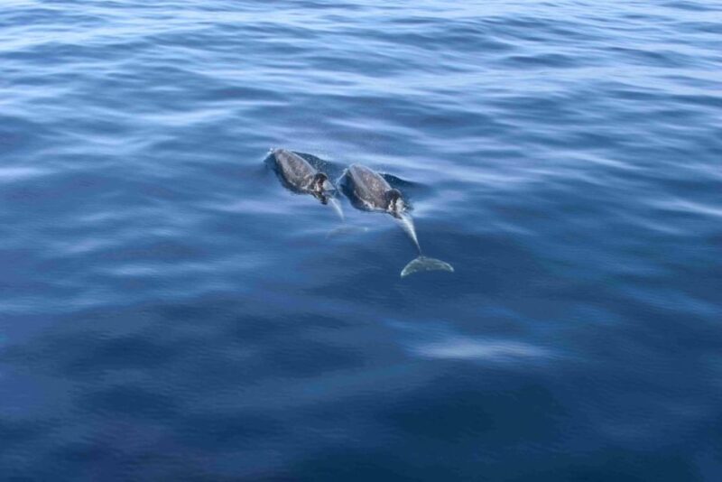 Puerto Rico : 4 H Premium Dolphin Catamaran Tour - Booking and Logistics