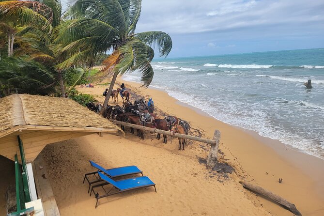 Puerto Rico Beach Horseback Riding Guided Tour - Inclusion and Recommendations