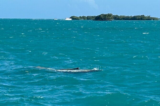 Puerto Rico: Bio Bay Swim and Sunset Charter or Late night tour - Final Thoughts: Who Will Love This Tour?