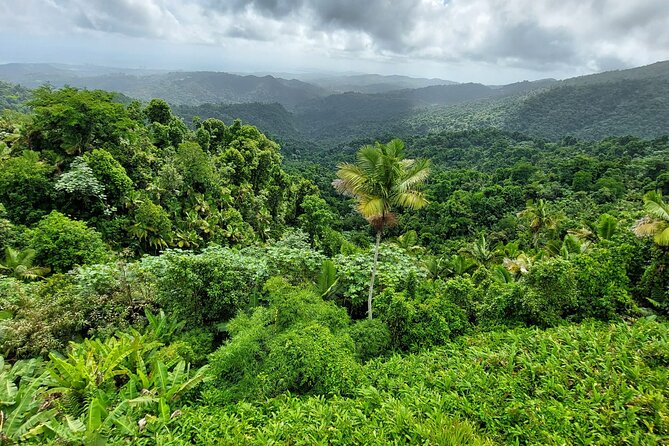 Puerto Rico: El Yunque Sightseeing Half-Day Tour With Transfer - Tour Overview