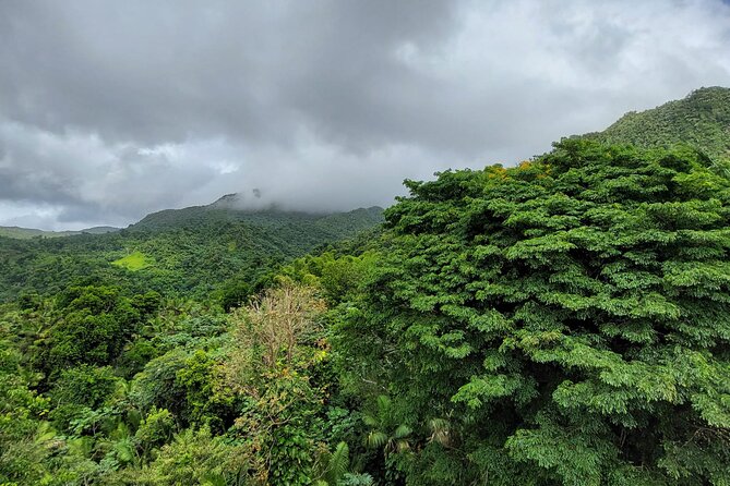 Puerto Rico: El Yunque Sightseeing Half-Day Tour With Transfer - Guest Reviews and Feedback