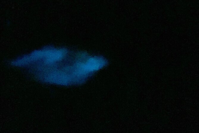 Puerto Rico: Kayaking in Magical Bioluminescent Bay - Bioluminescence Visibility