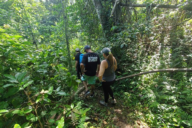 Puerto Rico Tour to El Yunque Rainforest Hiking to Waterfall - Knowledgeable and Engaging Guides