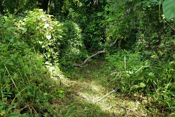 Puerto Rico Tour to El Yunque Rainforest Hiking to Waterfall - Memorable Customer Testimonials