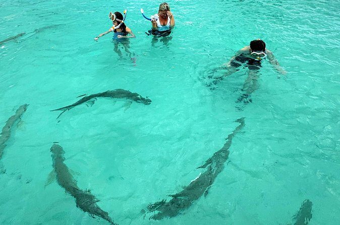 Puerto Rico's Only Private, VIP & Filmed Bio Bay Swim Experience - The Sum Up