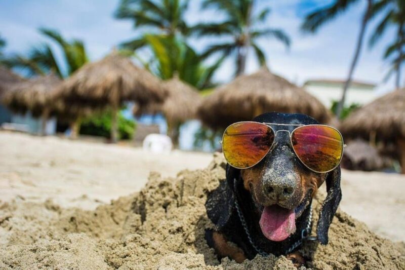 Puerto Vallarta: 2h Photo Session for Your Pet by Photostory - Cancellation Policy