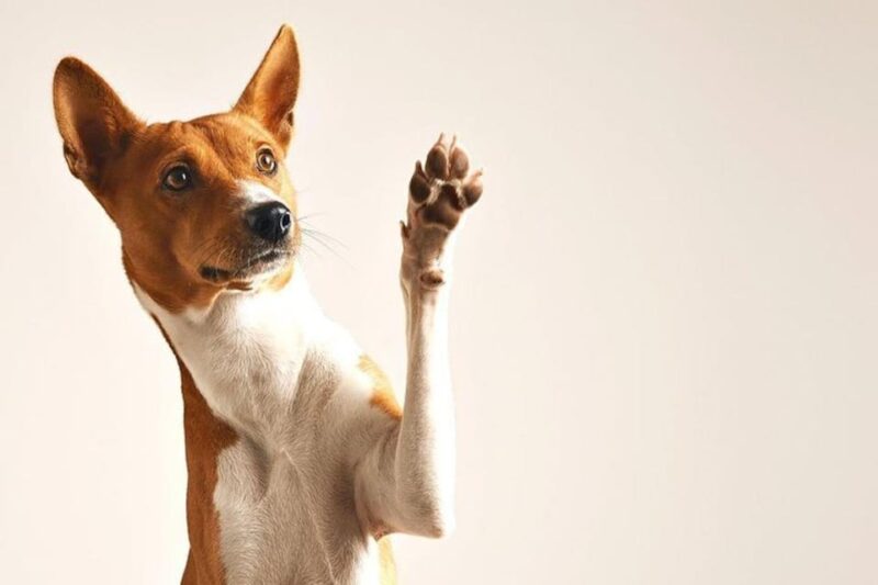 Puerto Vallarta: 2h Photo Session for Your Pet by Photostory - Frequently Asked Questions