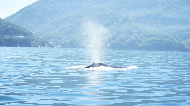 Puerto Vallarta: 3-Hour Whale Watching and Snorkeling - Key Points