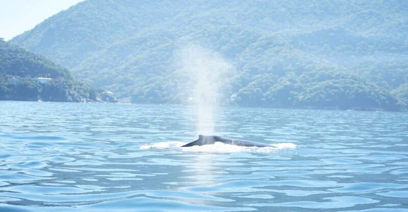Puerto Vallarta: 3-Hour Whale Watching and Snorkeling - Experience Highlights