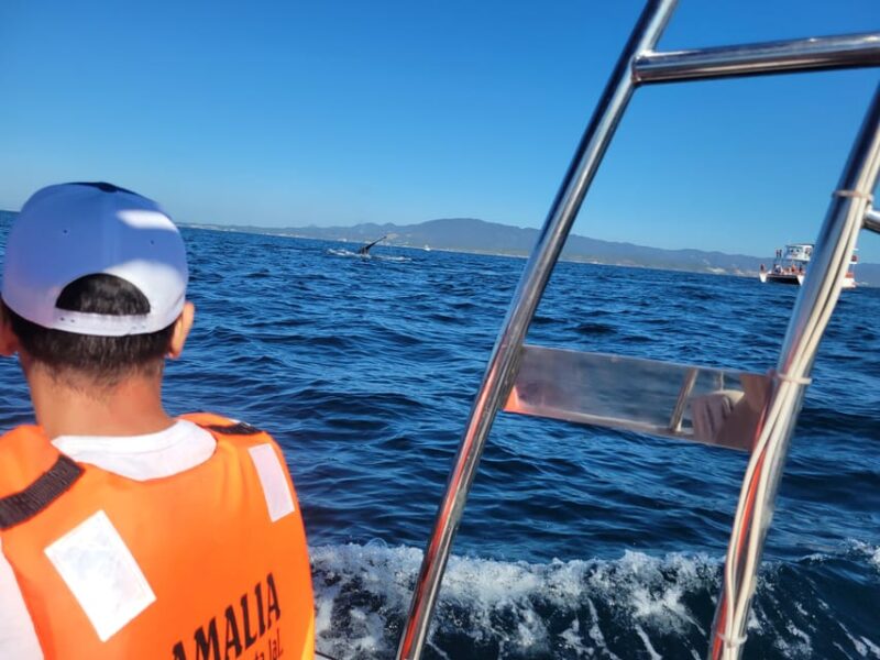 Puerto Vallarta: 3-Hour Whale Watching and Snorkeling - Tour Details