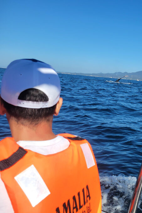 Puerto Vallarta: 3-Hour Whale Watching and Snorkeling - Frequently Asked Questions