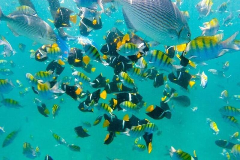 Puerto Vallarta: Arches, Animas, and Quimixto Adventure Tour - Key Points