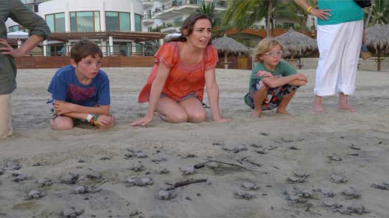 Puerto Vallarta: Baby Sea Turtle Release - Key Points