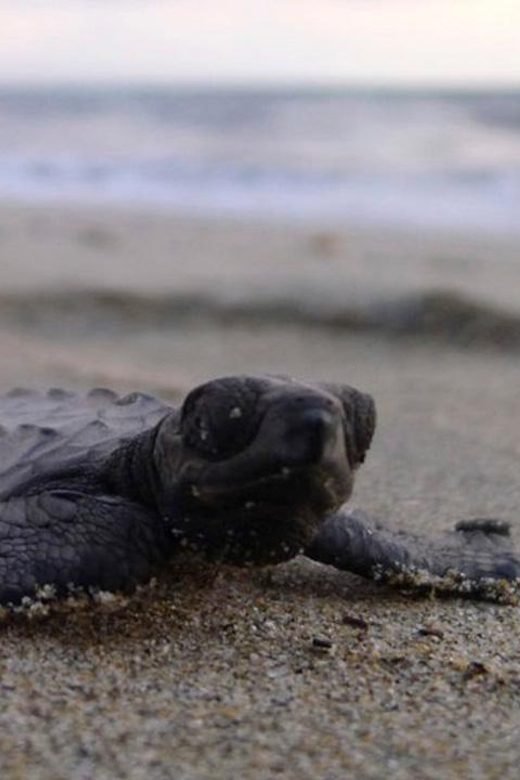 Puerto Vallarta: Baby Sea Turtle Release - Itinerary and Experience