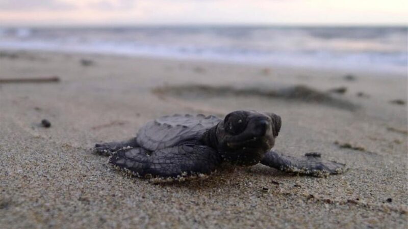 Puerto Vallarta: Baby Sea Turtle Release - Preparing for the Tour