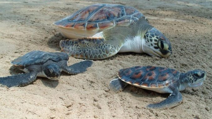 Puerto Vallarta: Baby Sea Turtle Release - Frequently Asked Questions