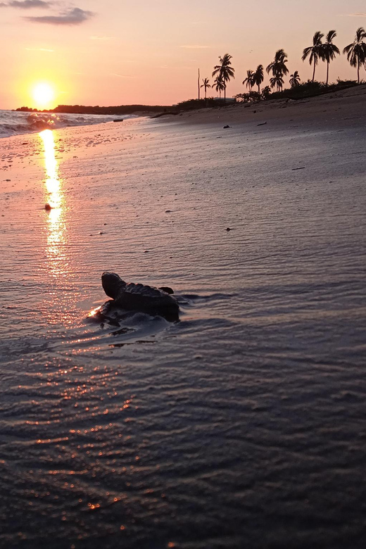 Puerto Vallarta: Baby Turtle Release in Conservation Area - Experience Highlights