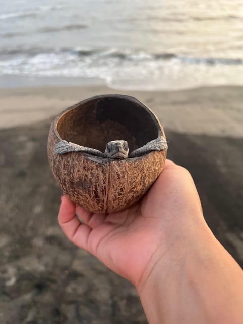 Puerto Vallarta: Baby Turtle Release in Conservation Area - Itinerary Details