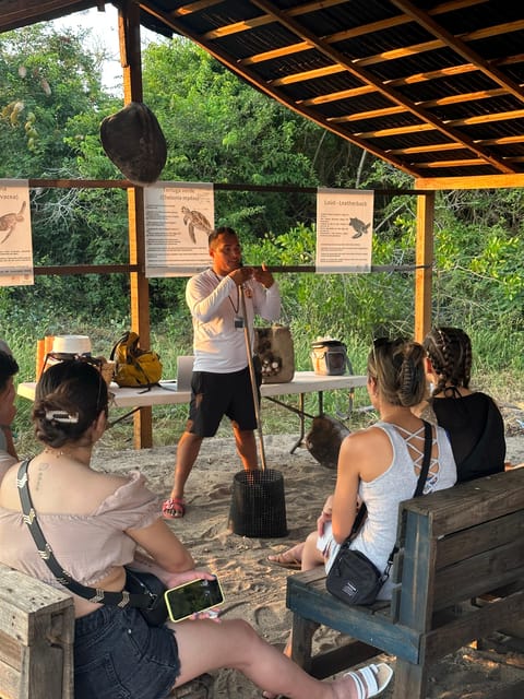 Puerto Vallarta: Baby Turtle Release in Conservation Area - Important Information