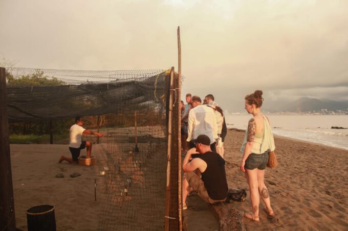 Puerto Vallarta: Baby Turtle Release in Conservation Area - Conservation Efforts