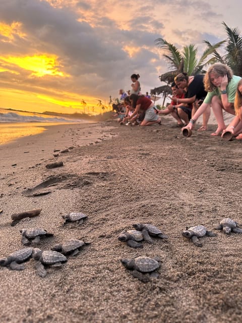 Puerto Vallarta: Baby Turtle Release in Conservation Area - Turtle Release Process