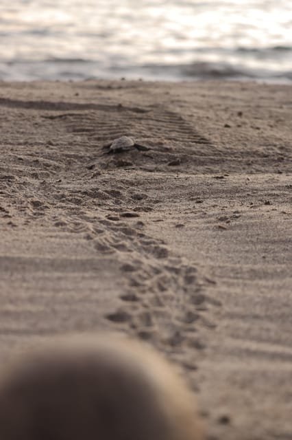 Puerto Vallarta: Baby Turtle Release in Conservation Area - Scenic Bay Views